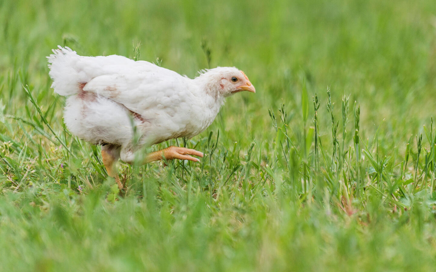 Für Mehr Tierwohl Und Nachhaltigkeit 8534